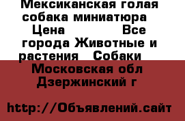 Мексиканская голая собака миниатюра › Цена ­ 53 000 - Все города Животные и растения » Собаки   . Московская обл.,Дзержинский г.